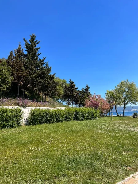 natural contrasts: greenery and sea