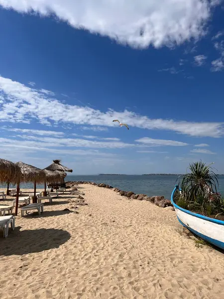 seagull flies over the beach