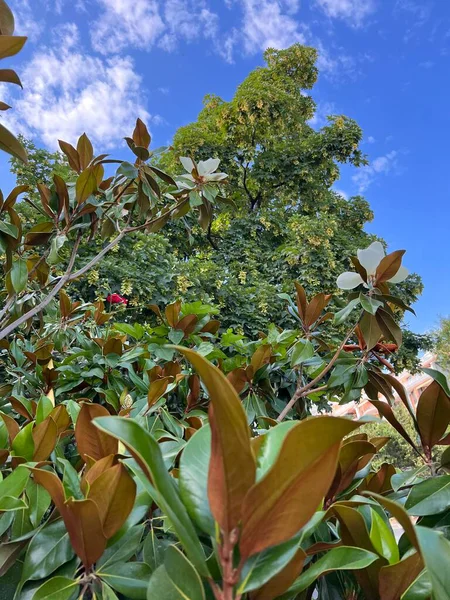 Bulgaristan 'da yaz manolyası çiçek açtı