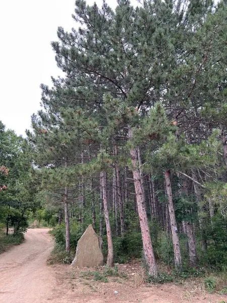 Kıyıdaki Bulgar ormanları