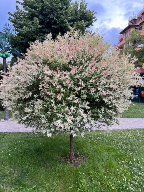 flowering of an unknown bush