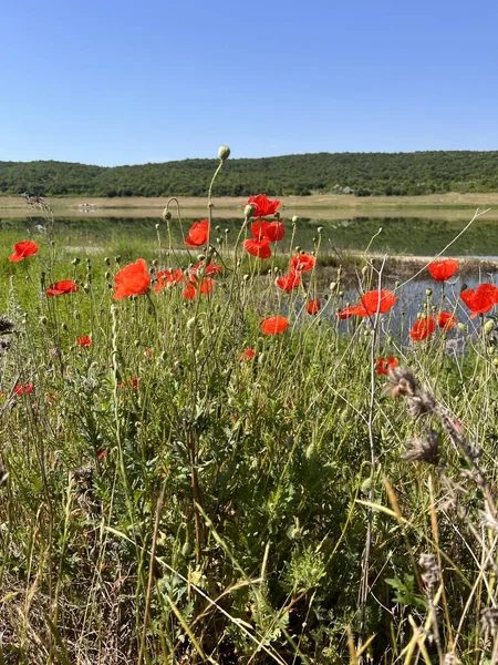 blooming poppies by the lake