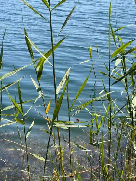 fresh lake dweller in the frame