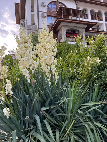 yuca bloom in season