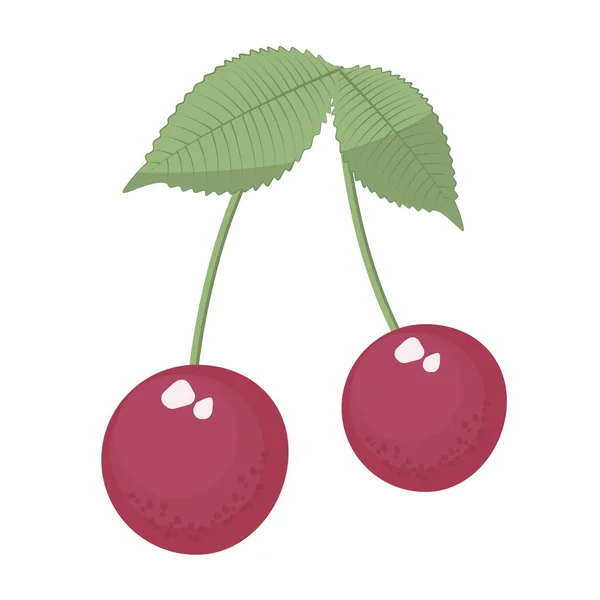 Two Cherries Leaves — Stock Vector