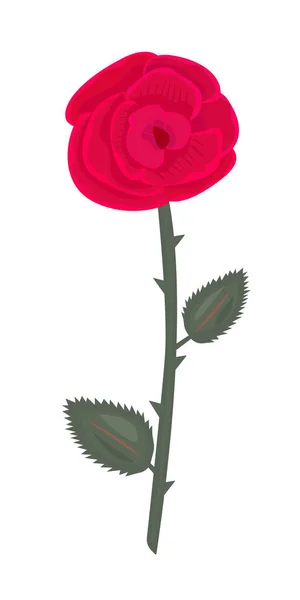Одна Большая Красная Роза Листьями — стоковый вектор