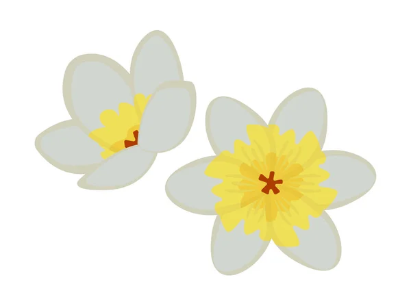 Zwei Jasminblüten Illustration — Stockvektor