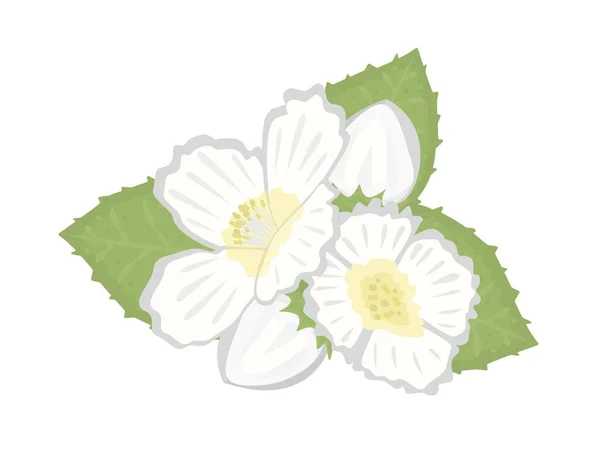 ジャスミンの花の構成 — ストックベクタ