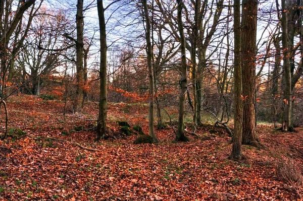 Hojas Caídas Otoño Bosque — Foto de Stock