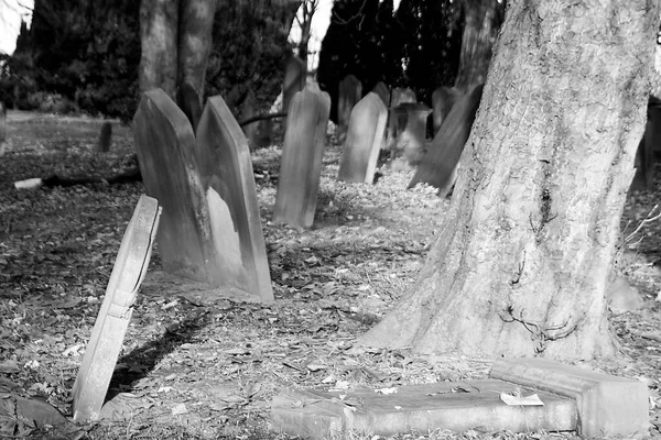 Unkempt Graveyard Woods — Stock Photo, Image