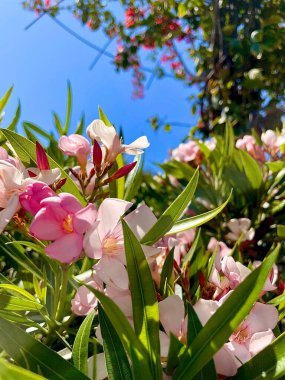 Flores de medio dia de verano