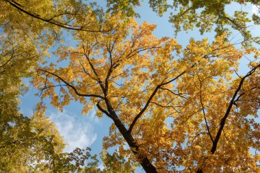 Parlak yaprakları olan sonbahar ağaçları. Sonbaharda ağaç renk değiştiriyor. Dallarda turuncu ve kırmızı yapraklar.