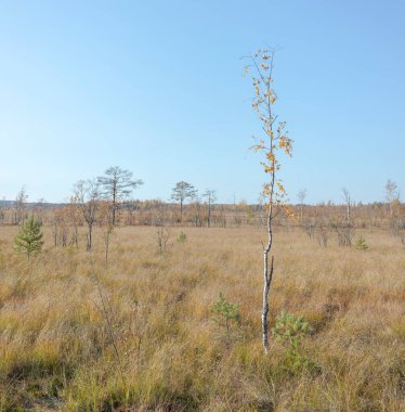 Sestroretsk bataklık ekotrosundan, kuru çimenlerin ve bataklıkta büyüyen alçak ağaçların manzarası. Sestroretsk, St. Petersburg 'da vahşi bir yer..
