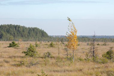 Sestroretsk bataklık ekotrosundan, kuru çimenlerin ve bataklıkta büyüyen alçak ağaçların manzarası. Sestroretsk, St. Petersburg 'da vahşi bir yer..