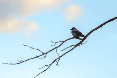 Yalnız bir karga ağaç dalında oturur. Çıplak ağaç.