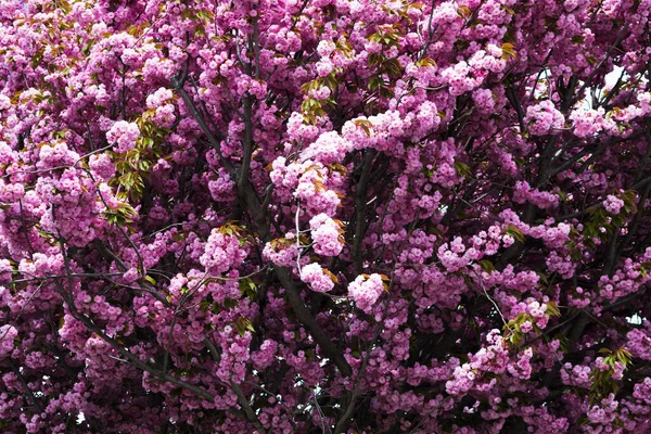 Selective Focus Beautiful Branches Pink Cherry Tree Beautiful Sakura Flowers — Stock Photo, Image
