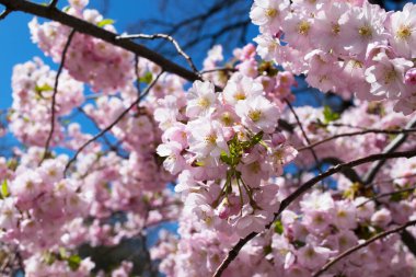 Bahçede mavi gökyüzüne karşı pembe çiçekli bahar ağaçları (sakura). Bahar arkaplanı.