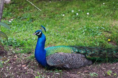 Kuzey Makedonya 'daki bir manastırda mavi-yeşil renkli bir tavus kuşu çimlerin üzerinde dinleniyor