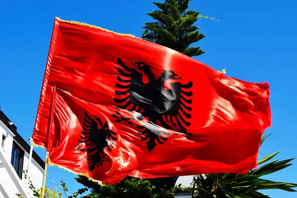 Albanian flag on a background of palm trees and a white building
