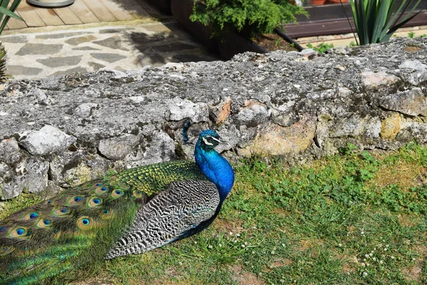 A multi-colored peacock with a blue-green tint is resting on the grass in a monastery in North Macedonia