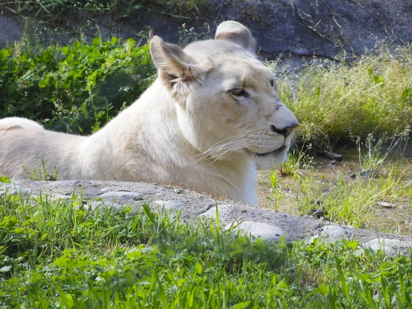 Leona Africana Descansando Sobre Hierba Cerca Las Piedras — Foto de Stock