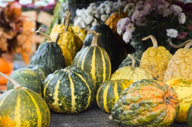 Small beautiful green pumpkins with yellow stripes against the background of autumn flowers and autumn leaves. Autumn festival, vegetable harvest season, Halloween. Festive decor.
