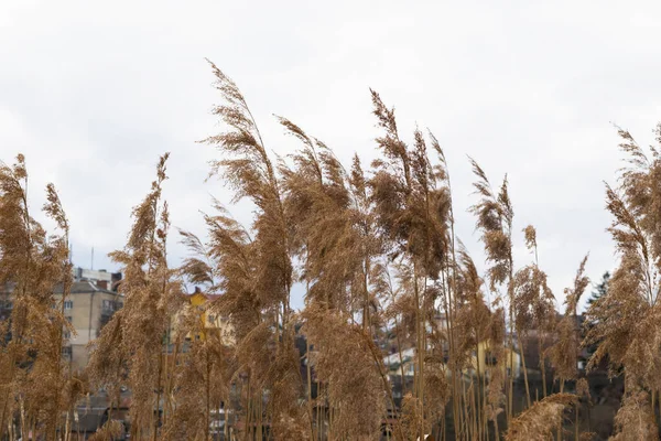 Reeds Swayed Wind Close — ストック写真