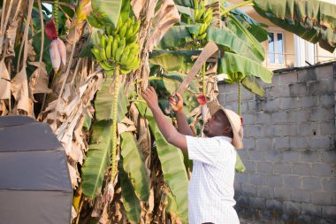  Çiftliğindeki muz ağaçlarından muz toplamaya çalışan mutlu bir Afrikalı.