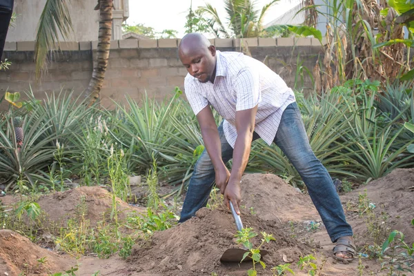 Hardworking African man making ridges with a hoe in a pineapple and banana farm garden
