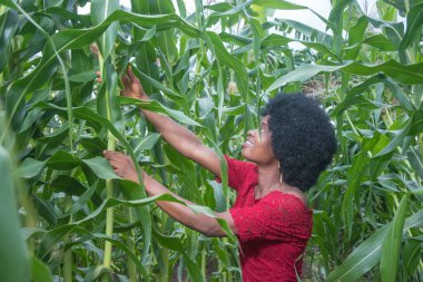 Kırmızı elbise ve afro saç stili giyen çalışkan ve çalışkan bir Afrikalı kadın, mahsul hasat döneminde yeşil bir mısır tarlasında ya da mısır tarlasında mutlu bir şekilde çalışıyor.