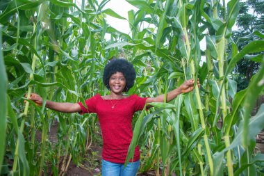 Kırmızı elbiseli, afro saçlı, bekar ve güzel bir Afrikalı kadın yeşil mısır tarlalarında ya da hasat zamanı gelmiş mısır tarlalarında fotoğraf çekmek için mutlu bir poz veriyor. 