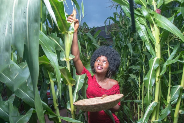 An industrious and hardworking African lady wearing a red dress and afro hair style, happily working on a green maize farmland or corn plantation during crop harvest period