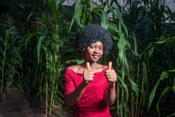 A beautiful African lady wearing a red dress and afro hair style and happily doing thumbs up posture and posing for photograph at night on a green maize farmland or corn plantation almost due for harvest