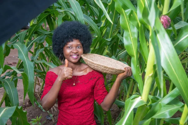 Industrious Hardworking African Lady Wearing Red Dress Afro Hair Style — Foto Stock