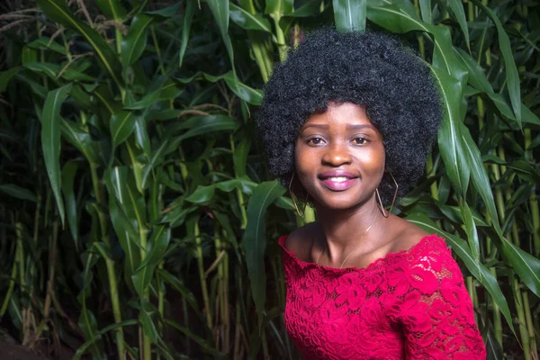 A beautiful African lady wearing a red dress and afro hair style and happily doing thumbs up posture and posing for photograph at night on a green maize farmland or corn plantation almost due for harvest