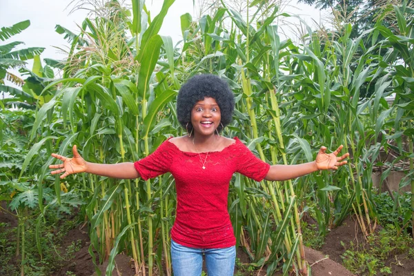 A cute African lady wearing a red dress and afro hair style happily spreading her hands wide in jubilation on a green maize farm or corn plantation