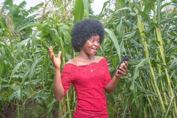 A cute African lady wearing a red dress and afro hair style, happily checking and looking into the handset smartphone she is holding on a green maize farm or corn plantation