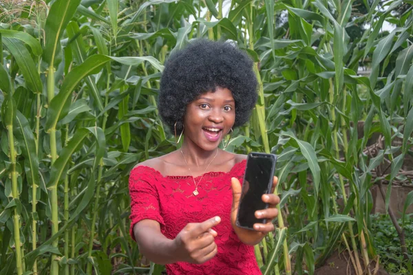 A cute African lady wearing a red dress and afro hair style, happily showing the surface of a handset smartphone she is holding and pointing to, on a green maize farmland or corn plantation