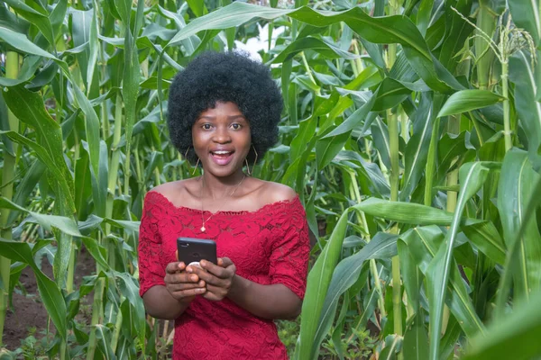 A cute African lady wearing a red dress and afro hair style, happily looking at the camera and holding a handset smartphone with both hands, on a green maize farmland or corn plantation