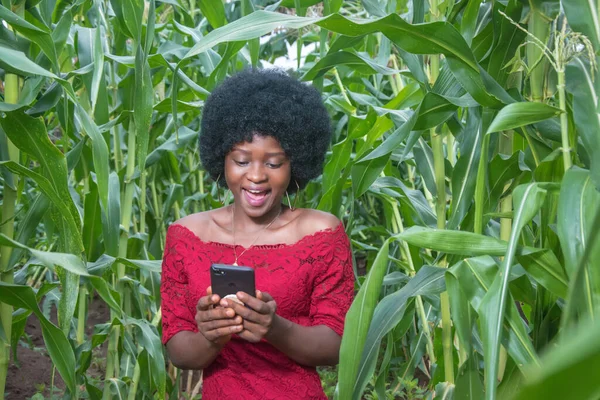 A cute African lady wearing a red dress and afro hair style, happily looking at the handset smartphone she is holding, on a green maize farmland or corn plantation