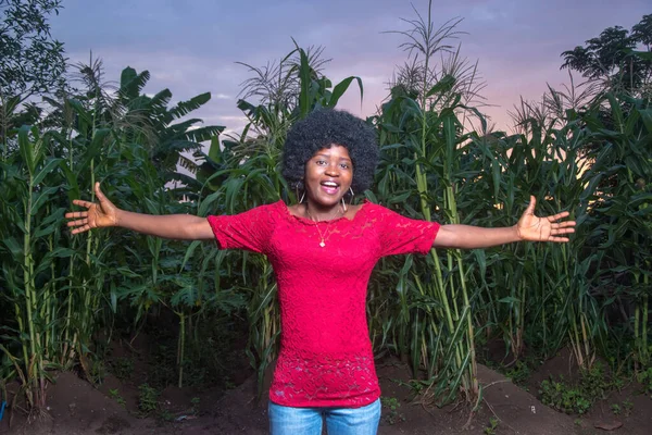 A happy cute African lady wearing a red dress and afro hair style spreading her hands wide in jubilation on a green maize farm or corn plantation at sunset