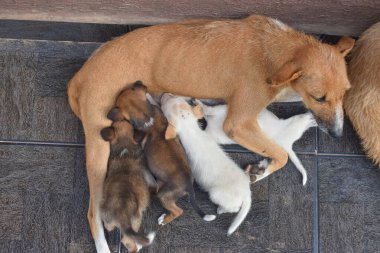 A female mother dog breast feeding it puppies