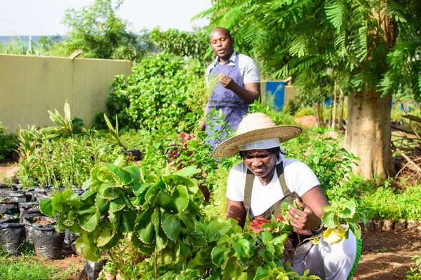 African Female Male Gardener Florist Horticulturists Tending Garden Filled Variety — Stockfoto