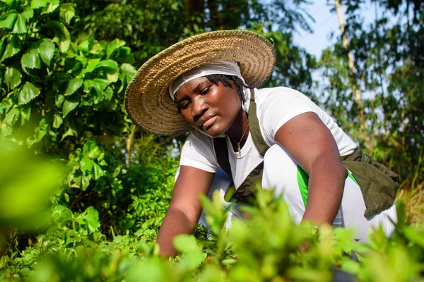 African Female Gardener Florist Horticulturist Tending Flowers Colorful Garden — Stock Photo, Image