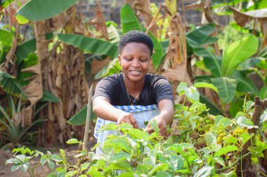An African female farmer, business woman or entrepreneur, happily tending to her vegetable garden on a farm land
