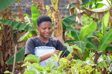 An African female farmer, business woman or entrepreneur, happily tending to her vegetable garden on a farm land