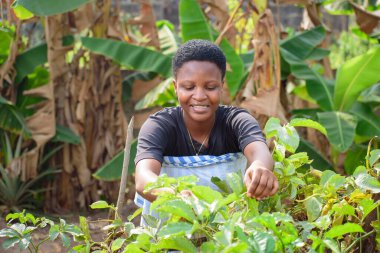 An African female farmer, business woman or entrepreneur, happily tending to her vegetable garden on a farm land