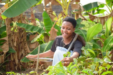 An African female farmer, business woman or entrepreneur, happily tending to her vegetable garden on a farmland with a hoe on her shoulder