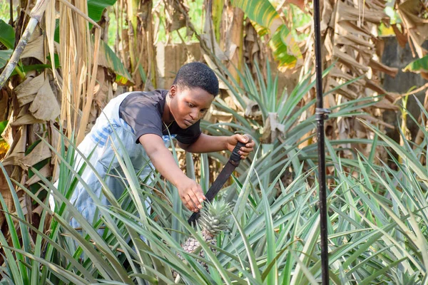An African female farmer, business woman or entrepreneur working on a farm as she tend to her pineapple garden