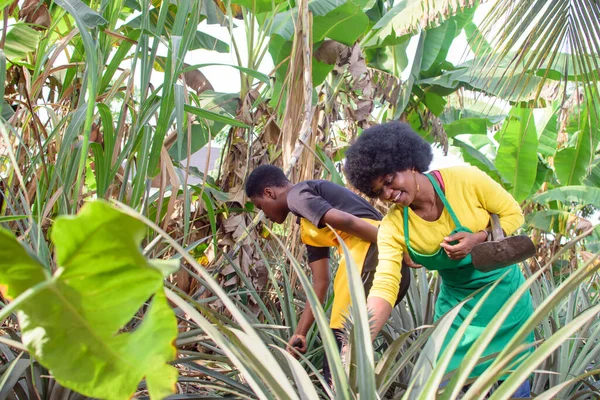 Two African female farmers, business women or entrepreneurs working on a farm in preparation for harvest and success of the farming business